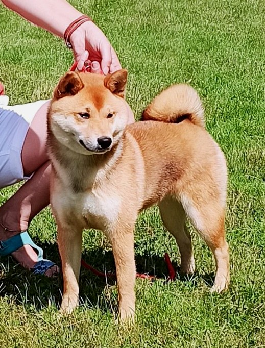 The Shiba Diya comes from Russia
