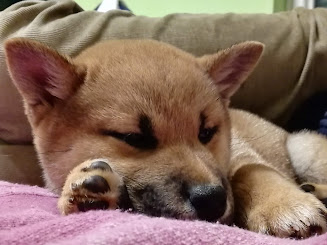 Shiba cucciola Tsukikagesou Progenie cucciola