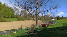 Shiba inu Garden 
