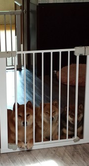 Chiyo, Etsi e Kaori to home