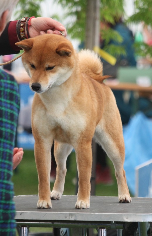 Shiba Tsukikagesou 